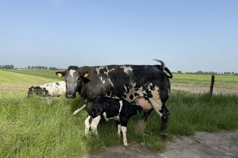 Camping Prinsenhof - Bild 19 Camping Prinsenhof - Bild 19