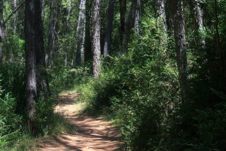 Camping Puente De Las Herrerias - Bild 6