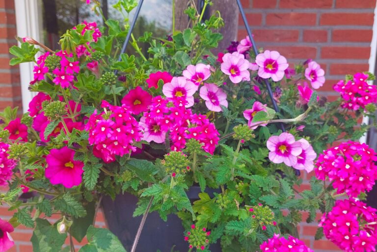 Camping Roderveld - Bild 9