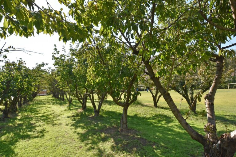 Camping Sagone - Bild 5