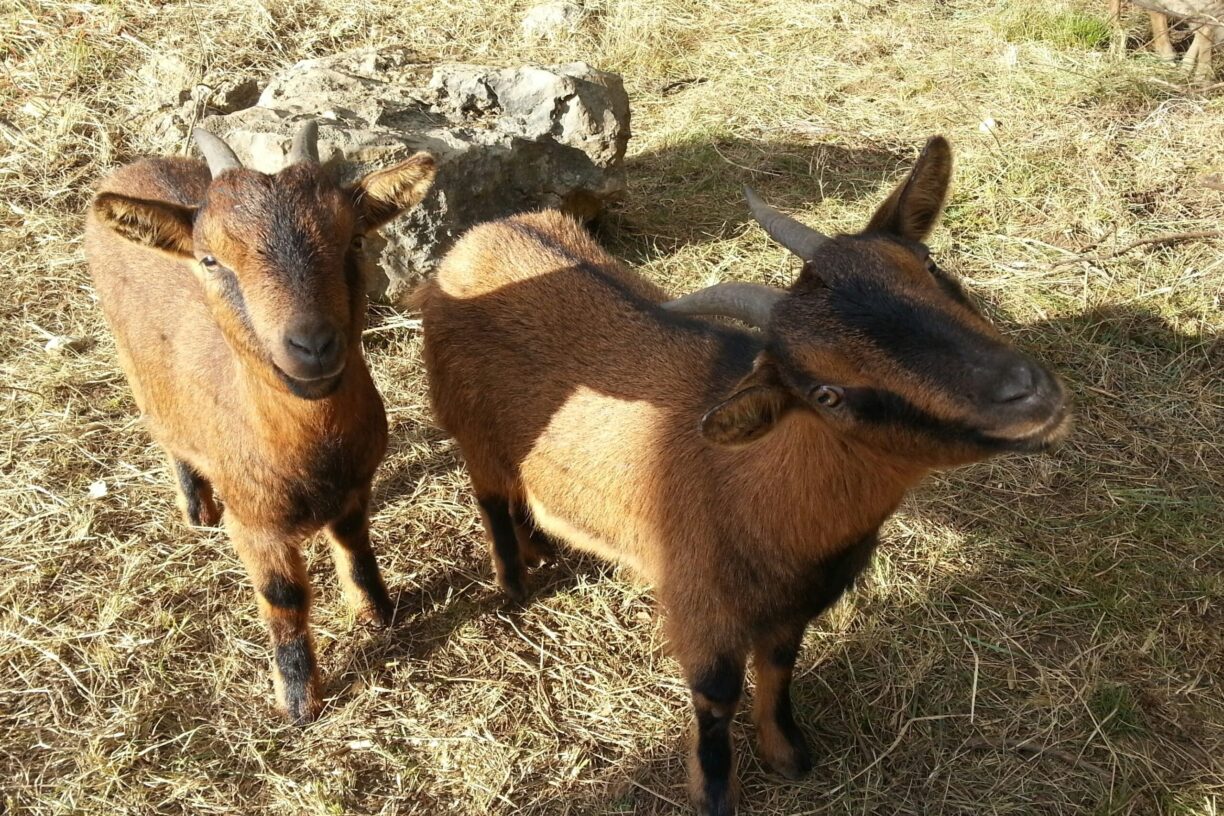 Camping Saint Sauvayre - Bild 11 Camping Saint Sauvayre - Bild 11