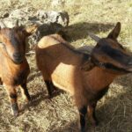 Camping Saint Sauvayre - Bild 11 Camping Saint Sauvayre - Bild 11