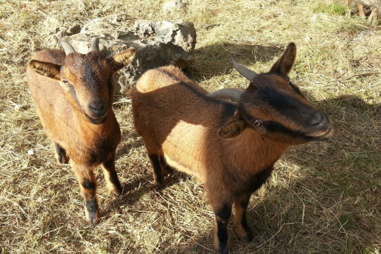 Camping Saint Sauvayre - Bild 11 Camping Saint Sauvayre - Bild 11