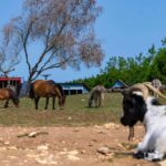 Camping Sandaya Séquoia Parc - Bild 20