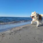 Camping S'ena Arrubia - Bild 20