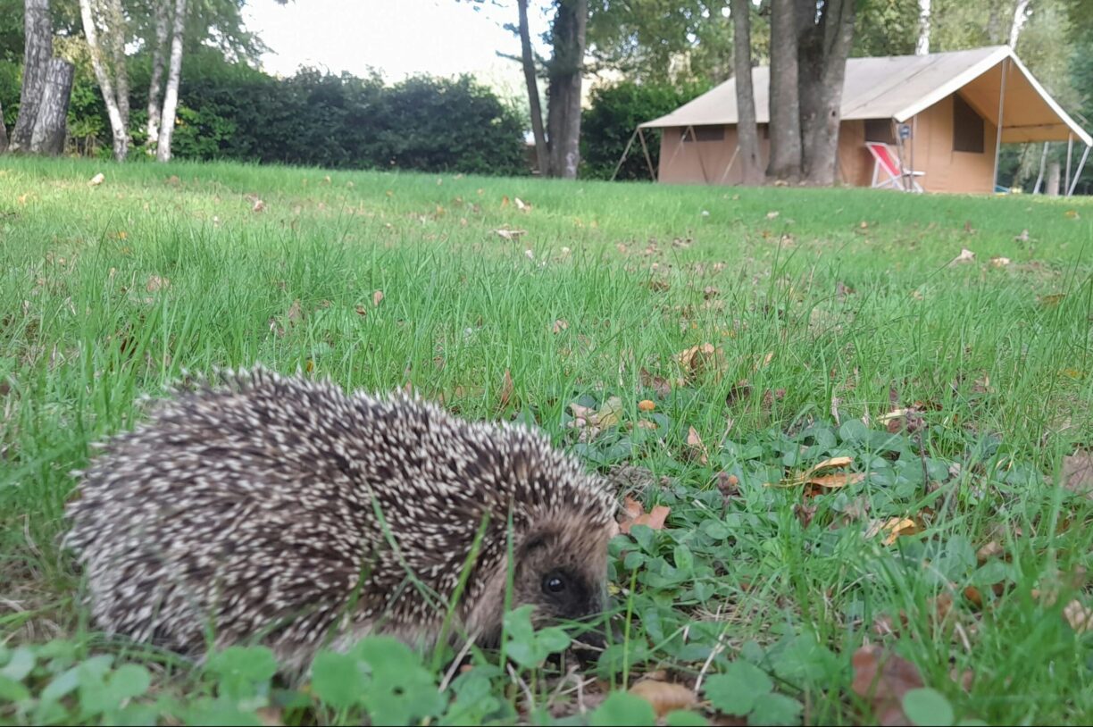 Camping Sauxillanges L'eau Mère - Bild 10 Camping Sauxillanges L'eau Mère - Bild 10