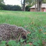 Camping Sauxillanges L'eau Mère - Bild 10 Camping Sauxillanges L'eau Mère - Bild 10