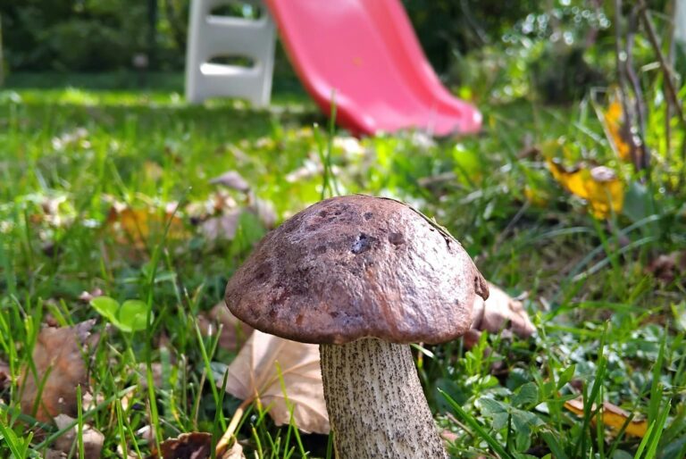 Camping Sauxillanges L'eau Mère - Bild 16 Camping Sauxillanges L'eau Mère - Bild 16