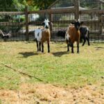 Camping Seasonova Saint-michel - Bild 10