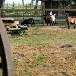 Camping Seasonova Saint-michel - Bild 9