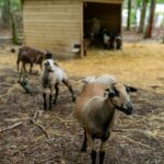 Camping Sunêlia Le Petit Bois - Bild 18