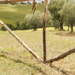 Camping Tenuta Tredici Ulivi - Bild 8 Camping Tenuta Tredici Ulivi - Bild 8