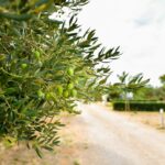 Camping Ugljan Resort - Bild 13