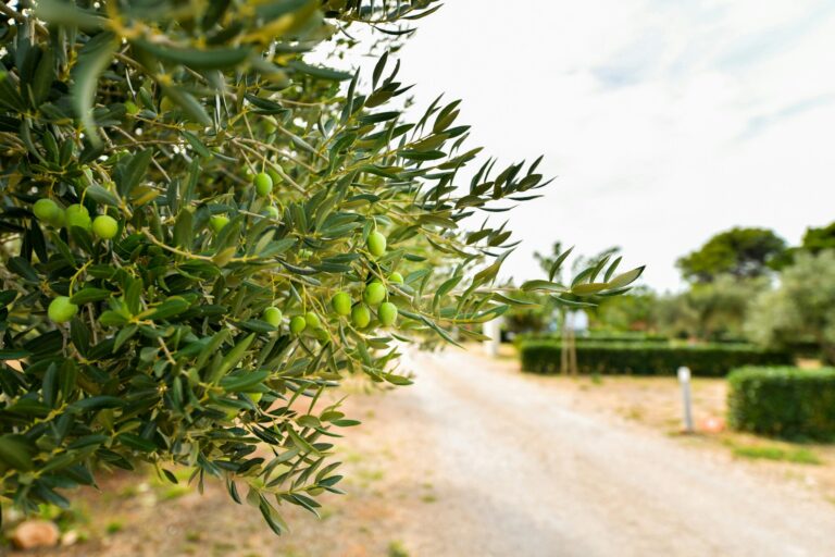 Camping Ugljan Resort - Bild 13