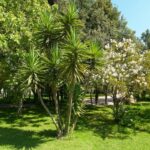 Camping Village Ultima Spiaggia - Bild 9