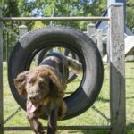 Camping 't Schinkel - Bild 12