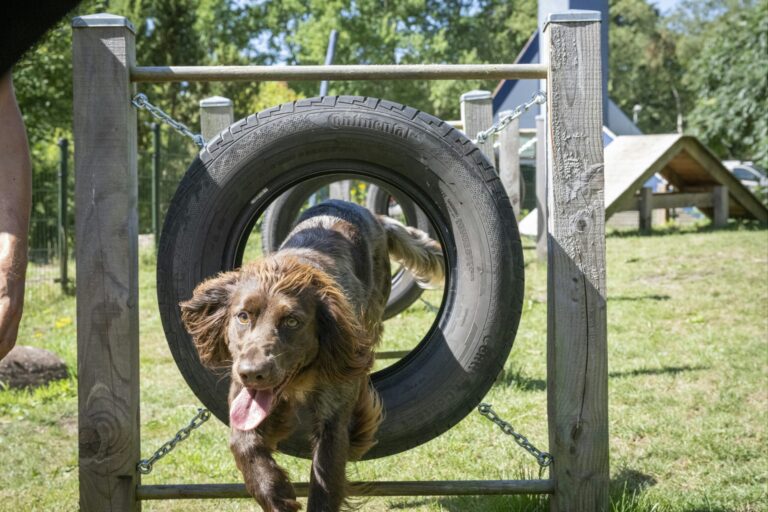 Camping 't Schinkel - Bild 12