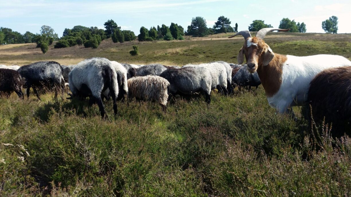 Campingplatz Auf Dem Simpel - Bild 16 Campingplatz Auf Dem Simpel - Bild 16
