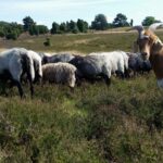 Campingplatz Auf Dem Simpel - Bild 16 Campingplatz Auf Dem Simpel - Bild 16