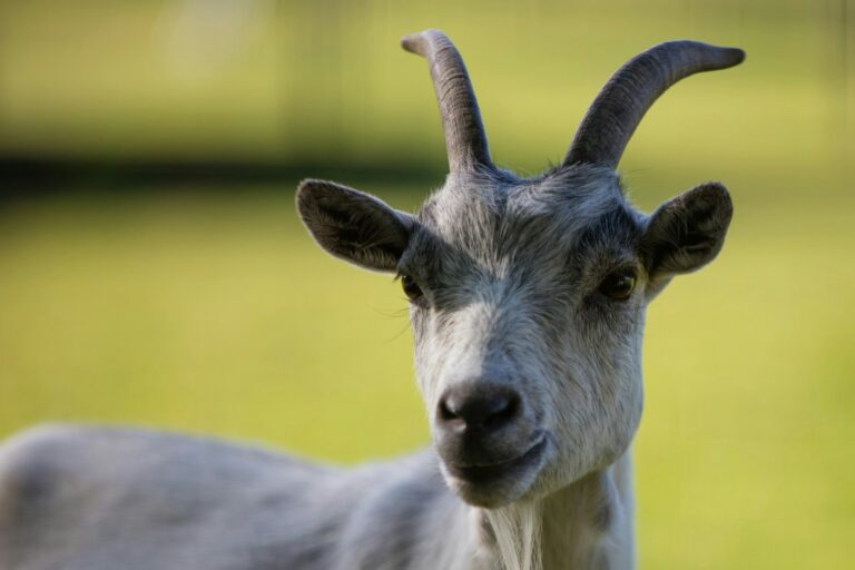 Castel Camping Le Château De Poinsouze - Bild 9