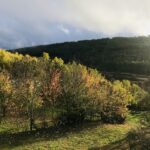 Cepo Verde - Bild 18 Cepo Verde - Bild 18