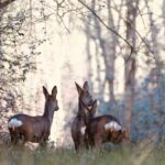 Damona Lodges - Bild 1