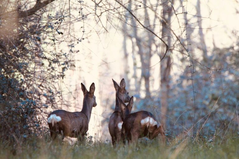 Damona Lodges - Bild 1