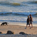 Dancamps Holmsland - Bild 10 Dancamps Holmsland - Bild 10