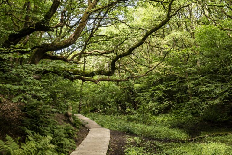 Dcu-camping Tranum - Bild 4