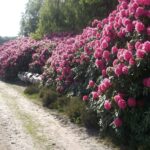 De Heidebloem Recreatie - Bild 17