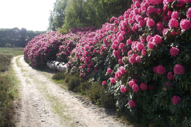 De Heidebloem Recreatie - Bild 17