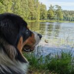 Degernäs Camping - Bild 13