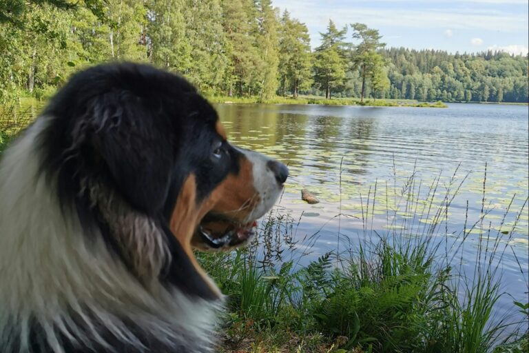 Degernäs Camping - Bild 13