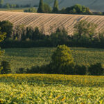 Domaine Aramis - Bild 19