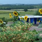 Domaine Des Cadets De Gascogne - Bild 5 Domaine Des Cadets De Gascogne - Bild 5