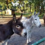 Domein De Schuur - Bild 8