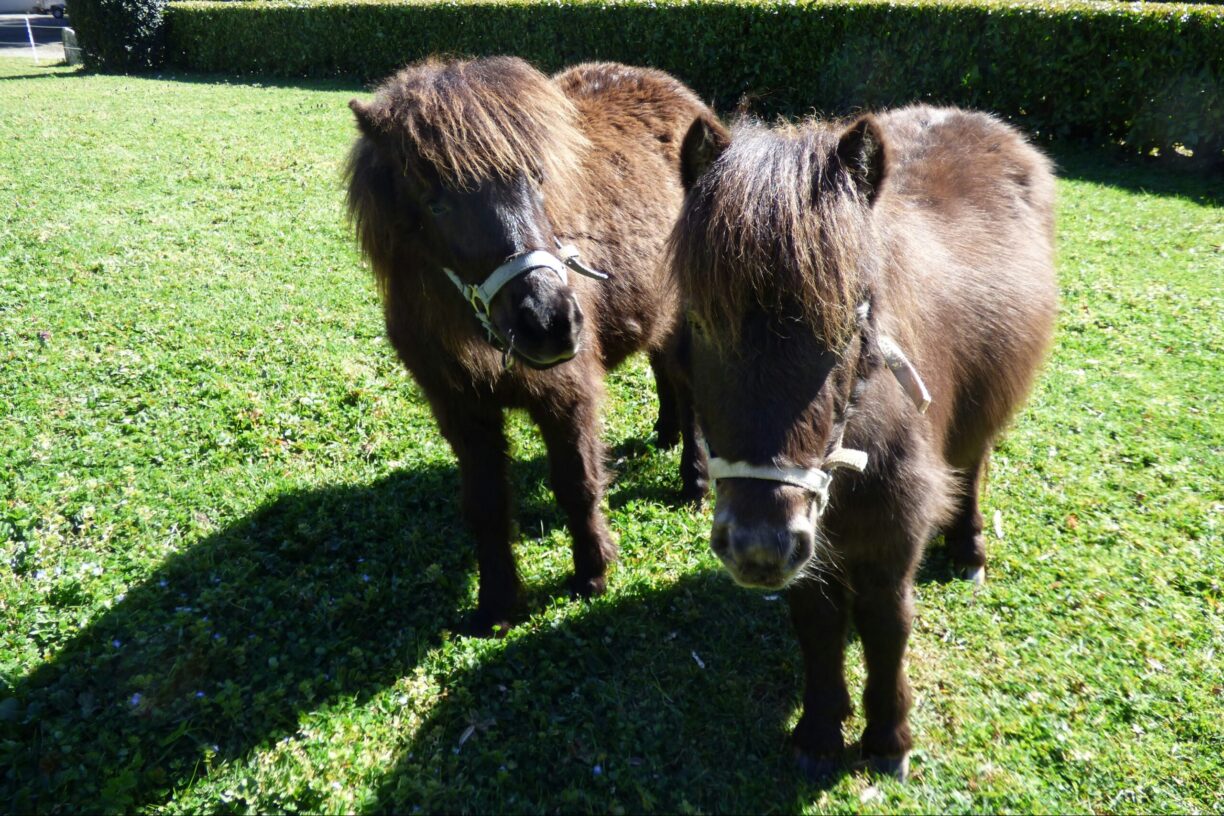 Eco-camping La Porte D'autan - Bild 12 Eco-camping La Porte D'autan - Bild 12