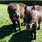 Eco-camping La Porte D'autan - Bild 12 Eco-camping La Porte D'autan - Bild 12