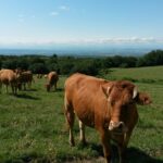 Eco-camping La Porte D'autan - Bild 13 Eco-camping La Porte D'autan - Bild 13