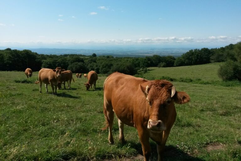 Eco-camping La Porte D'autan - Bild 13 Eco-camping La Porte D'autan - Bild 13