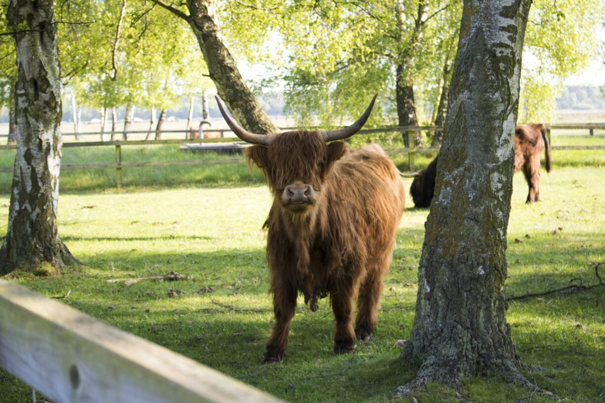 Falsterbo Camping Resort - Bild 15 Falsterbo Camping Resort - Bild 15