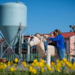 Familie Resort Molenwaard - Bild 7