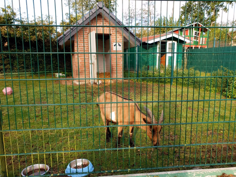 Familien Campingplatz Forellensee Tiergehege 768x576