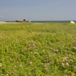 First Camp Ajstrup Strand - Aarhus - Bild 4