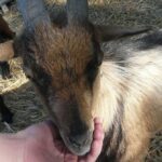 Flower Camping Lac Aux Oiseaux - Bild 10 Flower Camping Lac Aux Oiseaux - Bild 10