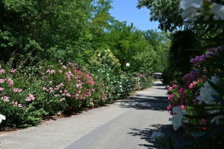 Flower Camping Le Saint Michelet - Bild 7