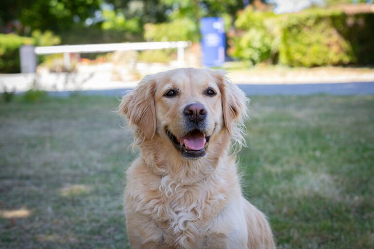 Flower Camping Les Granges - Bild 12 Flower Camping Les Granges - Bild 12