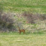 Flower Camping Les Terrasses De Dordogne - Bild 15