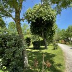 Flower Camping Saint-martin - Bild 11