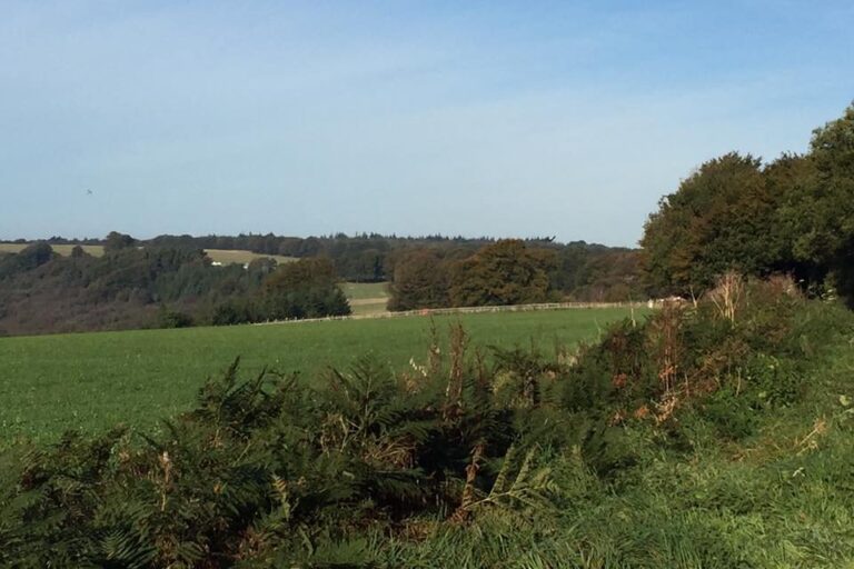 Forest Glade Holiday Park - Bild 10